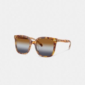 Coach Beveled Signature Oversized Square Sunglasses Marrones Azules Gris | COH866364